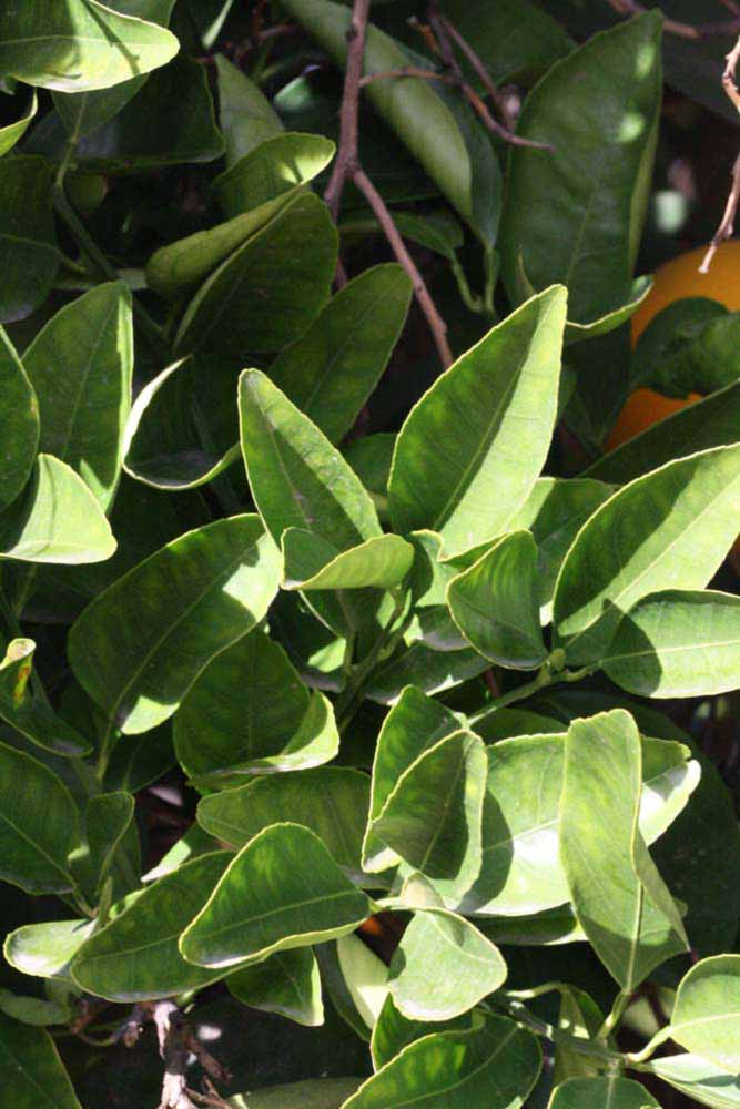            Sun leaves (Riverside, CA)   